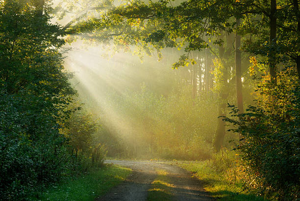 Forest road in the Highlands of Scotland in the early morning mist