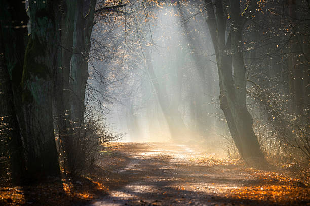 Dirt road through the spring deciduous forest on a foggy morning.