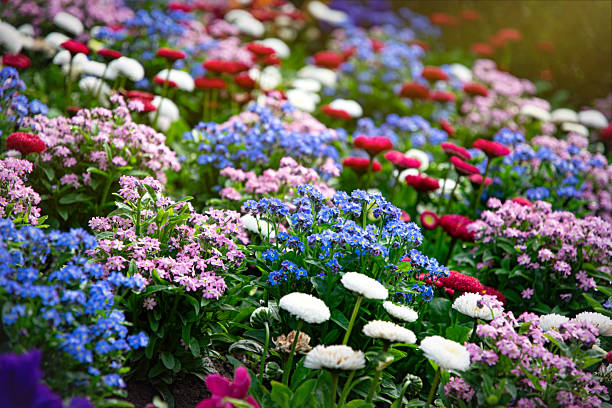 Blooming spring garden. Bright colourful daisies and campanulas on the flowerbed