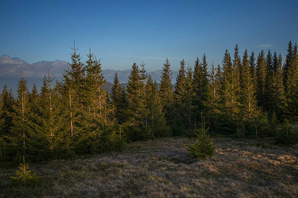A wide meadow with early spring flowers and evergreen pine trees, with scenic hills in the background under a soft evening sky. Peaceful nature scene perfect for themes of travel, exploration, and solitude.