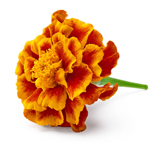 istock Orange Marigold flower (Tagetes erecta, Mexican marigold, Aztec marigold, African marigold) Tagetes erecta flower isolated on white. clipping path 2211711215
