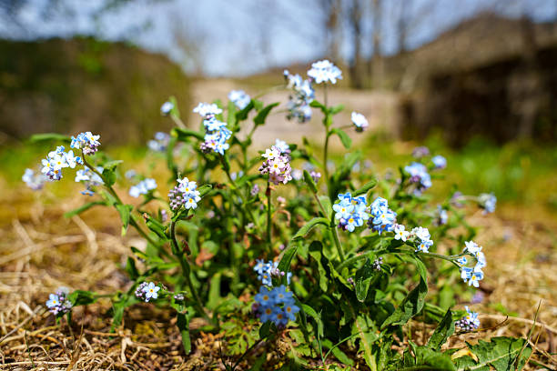 Myosotis alpestris or alpine forget-me-not is a herbaceous perennial plant in the flowering plant family Boraginaceae. Yellowstone National Park, Wyoming. Springtime. Also listed as Myosotis asiatica.