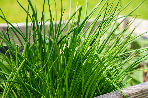 Green spices and herbs
