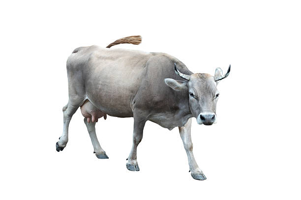 istock walking grey cow isolated on white background 2211711404