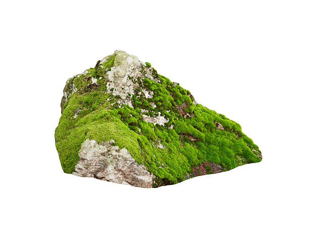 wet stone overgrown with moss isolated on white background