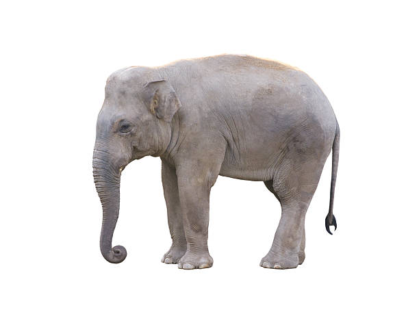 istock Indian elephant isolated on white background 2211711415