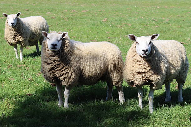 istock Sheep in a field in spring sunshine 2211712303