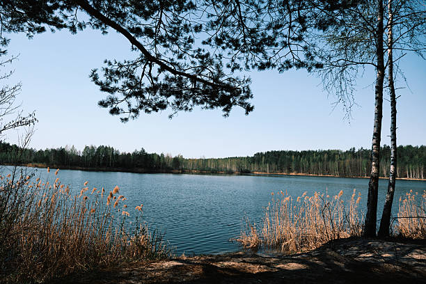Tranquil freshwater lake in spring forest