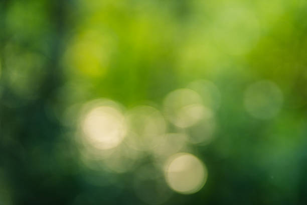 istock Green blur background of trees and leaves with light 2211712390