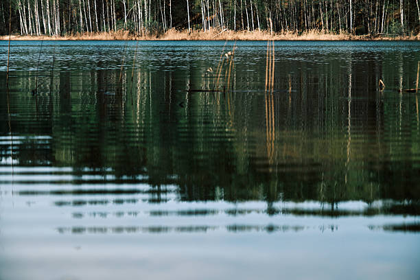 Calm surface of lake in sunny forest