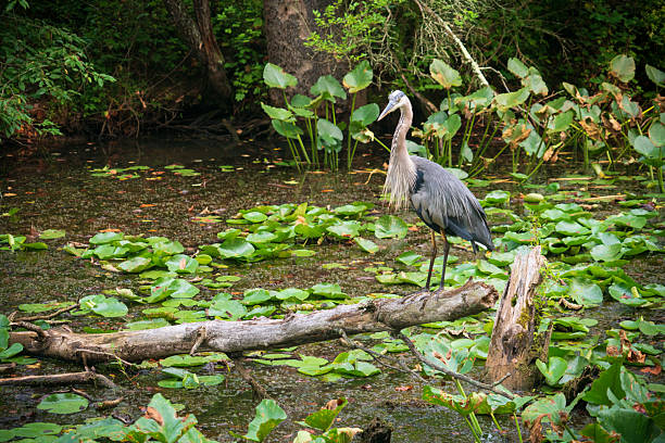istock A Great Blue Heron in Cuyahoga Valley, Ohio 2211713133