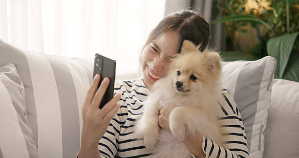 istock Asian woman taking selfie with cute small dog while smiling on home sofa. 2211713347