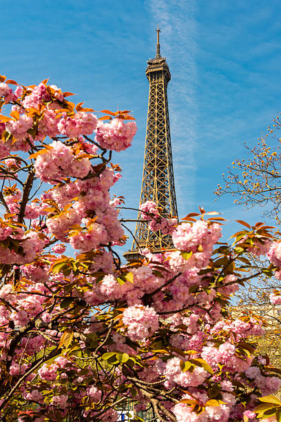 istock Eiffel Tower with blooming sakura in spring, Paris, France 2211713524