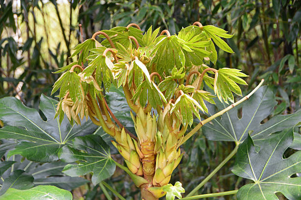 spring collection: Large Fatsia japonica plant with development of new leafs.