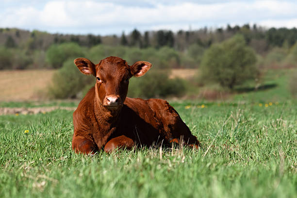 Brown calf on green pasture in summer mountains. Animal photography
