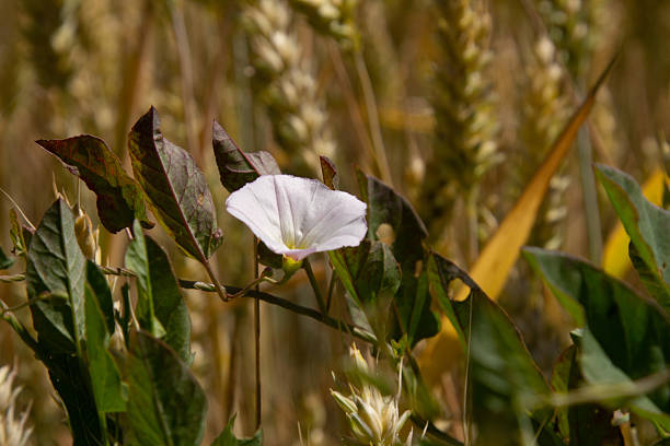 Field bindweed or Convolvulus arvensis European bindweed Creeping Jenny Possession vine herbaceous perennial plant with open and closed white flowers surrounded with dense green leaves.