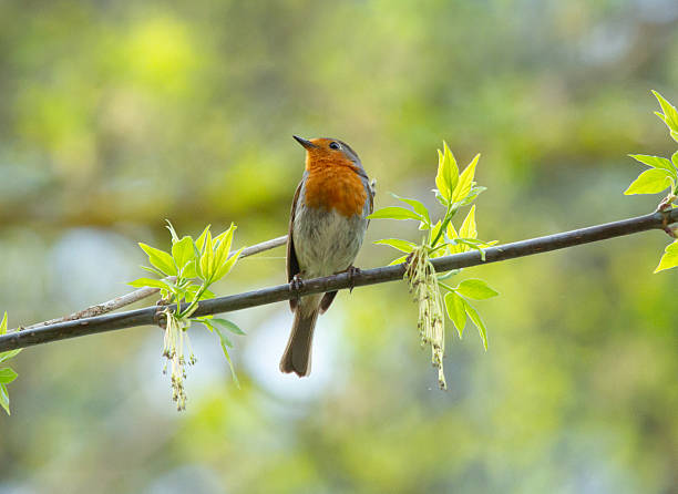 istock European Robin (Erithacus rubecula) sits on the branch 2211721209