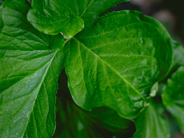 istock Greenery background of nature plant and leaf 2211721556