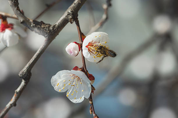 Bee on flower. Apricot