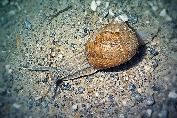 Helix pomatia Helicidae Roman Snail. Digitally Enhanced Photograph.