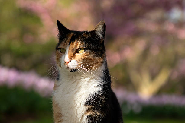 A green-eyed cat in a public park in spring