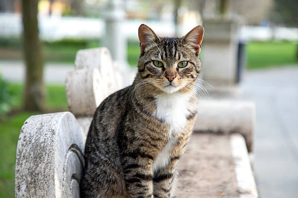 A green-eyed cat in a public park in spring