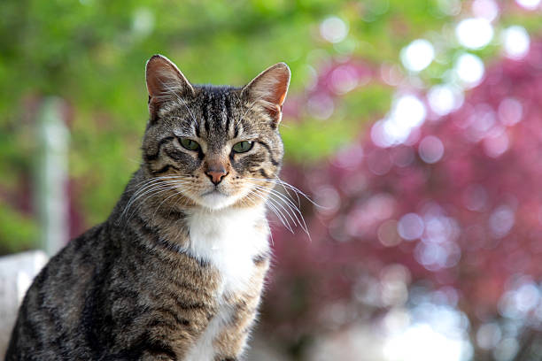 A green-eyed cat in a public park in spring