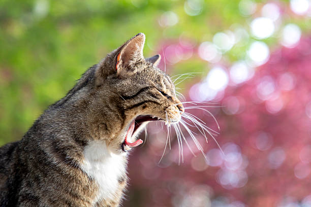 A green-eyed cat in a public park in spring