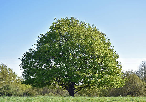 istock Single large tree standing alone in natural parkland. 2211732847