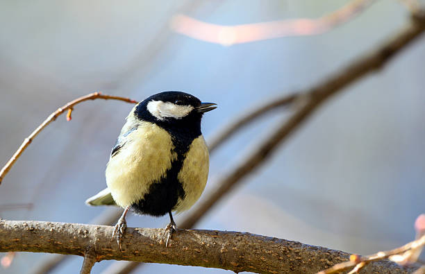 istock Beautiful nature scene with Great tit (Parus major) 2211735759