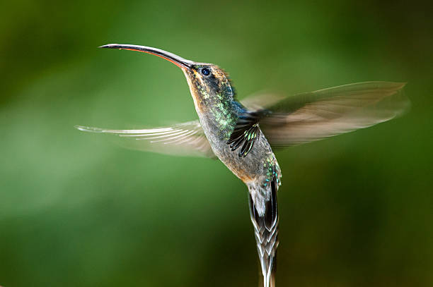 istock Green Hermit - Phaethornis guy in Rara Avis Reserve, Costa Rica 2211736973