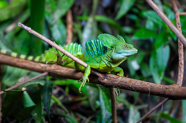 Plumed basilisk - Basiliscus plumifrons in rain forest, Heredia, Costa Rica