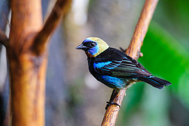 Golden-hooded Tanager - Tangara larvata in Puerto Viejo de Sarapiqui, Costa Rica