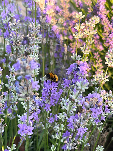 istock Lavender in the garden on a summer day 2211737710