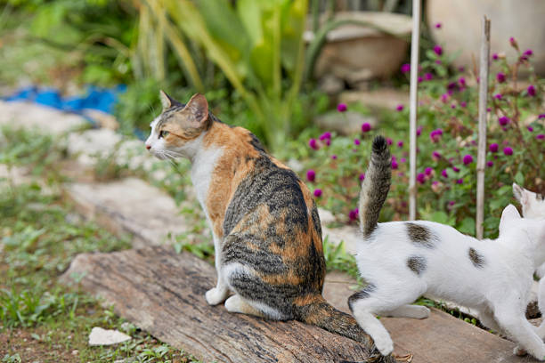 Portrait of cat resting on field