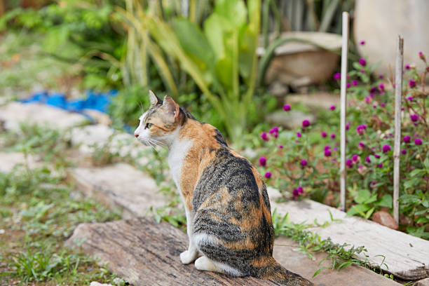 Portrait of cat resting on field