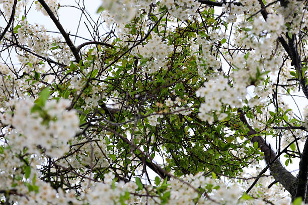 Dense intertwining of branches of a blooming cherry tree, covered with numerous white flowers and young green leaves.