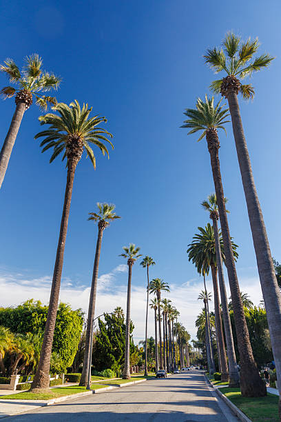 istock Iconic Beverly Hills street lined with towering palm trees under a bright sunny sky 2211739144