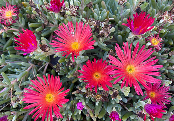 istock Red ice plants or Malephora crocea, Coppery mesemb flower close up. 2211739264