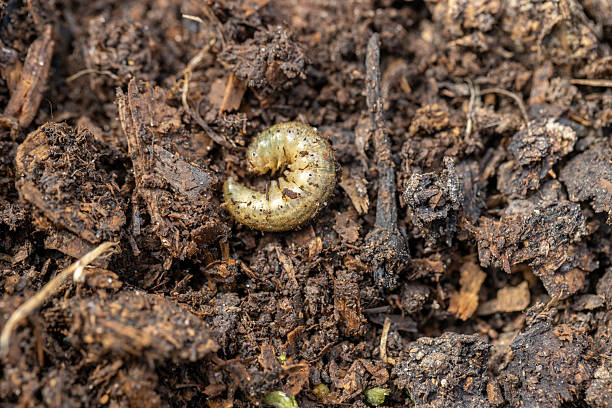 istock Winter pest insect pest Agrotis segetum 2211739324