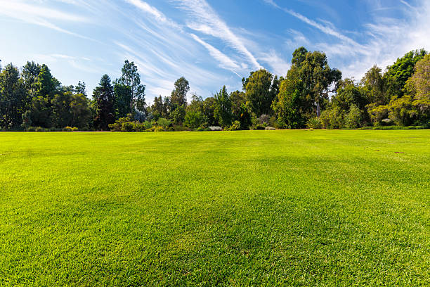 istock A vast green grass meadow stretching towards the horizon with a trees 2211739340