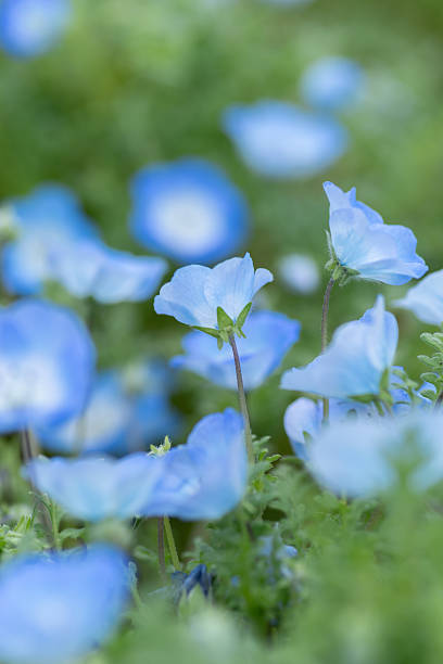 istock Beautiful Nemophila in bloom 2211740309
