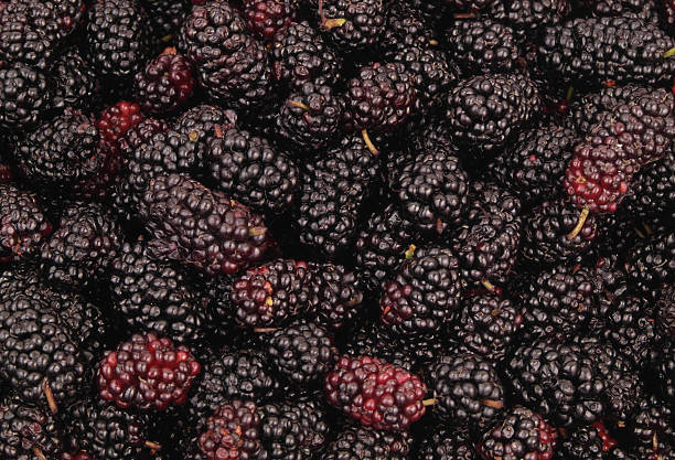 istock Close up of ripe mulberry 2211742081