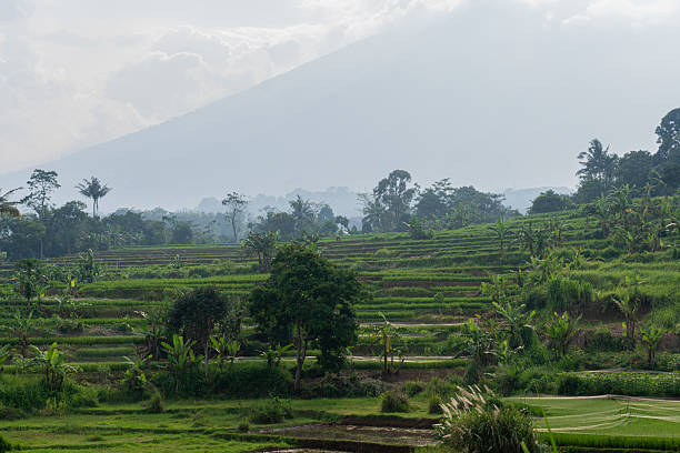 istock Lush green rice terraces curve across a hillside under a hazy mountain backdrop. Shows traditional agriculture in a tropical, scenic landscape. 2211742414