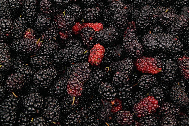 istock Black and red ripe mulberry berries. 2211742596