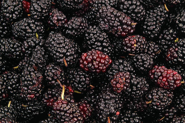 istock Close up of mulberry berries. 2211742665
