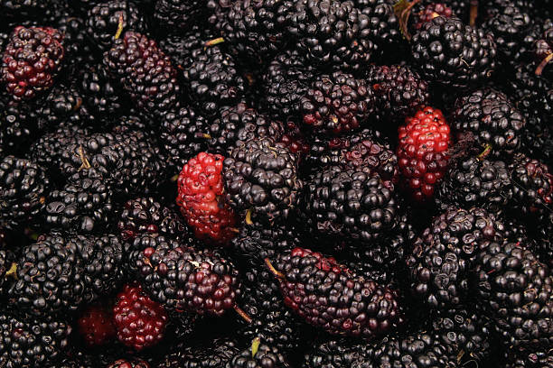 istock Mulbery background. Fresh ripe mulberry berries. 2211742672