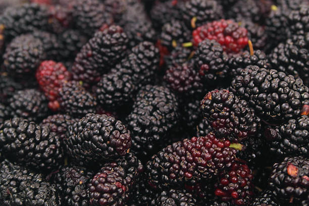 istock Mulberry background. Fresh ripe mulberry berries. 2211742673