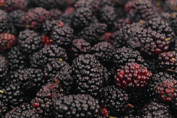istock Close up of mulberry berries. 2211742680
