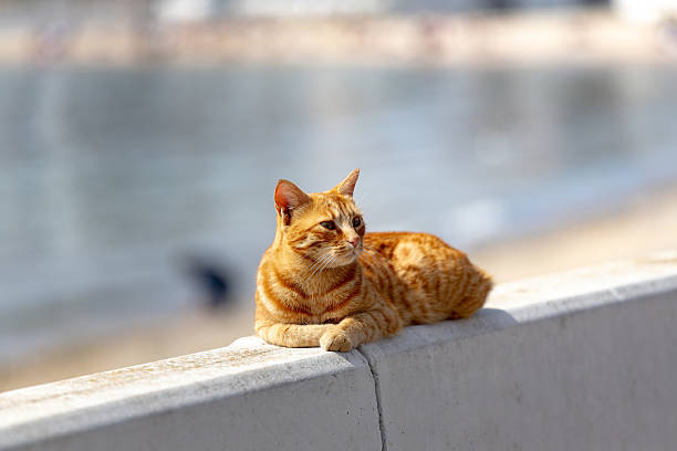 istock Cat of Istanbul 2211742706
